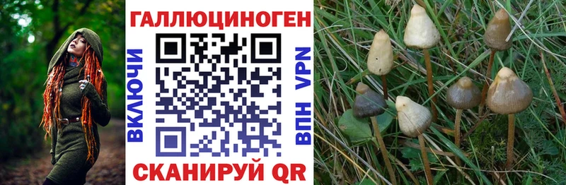 сколько стоит  Губкин  Псилоцибиновые грибы Magic Shrooms 